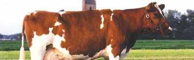 Dutch cattle breeds the