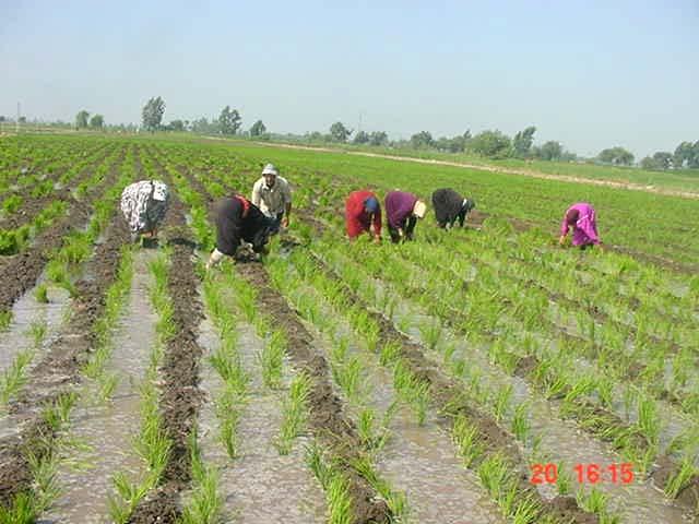 Statement Innovative Method for Rice Irrigation with High Potential of Water Saving Yousri Ibrahim Atta Water Management Research Institute, National Water Research Center, Egypt Introduction: One of