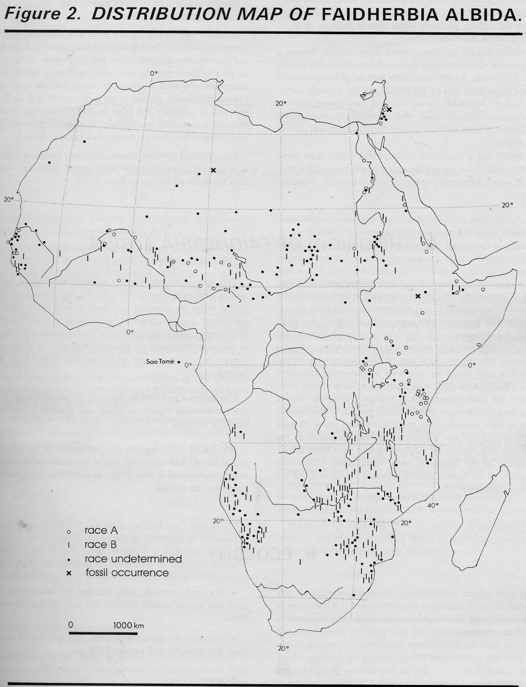 Distribution Faidherbia is widely distributed with high ecological adaptability. Across the Sahel from the Atlantic to the Red Sea. Across Namibia and Southern Angola.