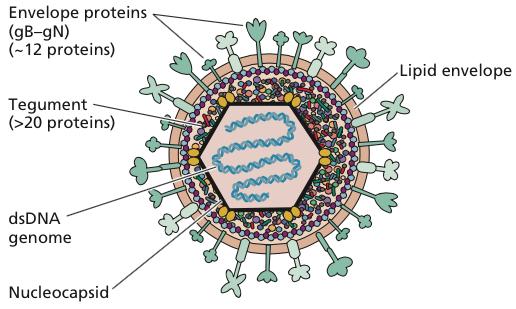 Herpes simplex virus UL5, 8 and 53 - primase UL42 - processivity protein UL9 - origin binding protein UL29 - ssdna binding protein