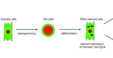 Induced Pluripotent stem cells (ipsc s) Are adult differentiated somatic cells that underwent nuclear reprogramming immunogenic?