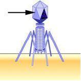 3 The lytic cycle of bacteriophage infection ends with the replication of viral N. rupture of the bacterium. assembly of viral particles into phages.