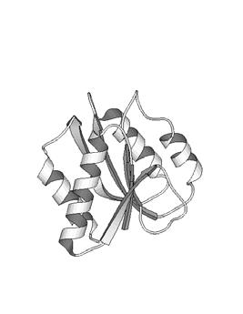 protein folds