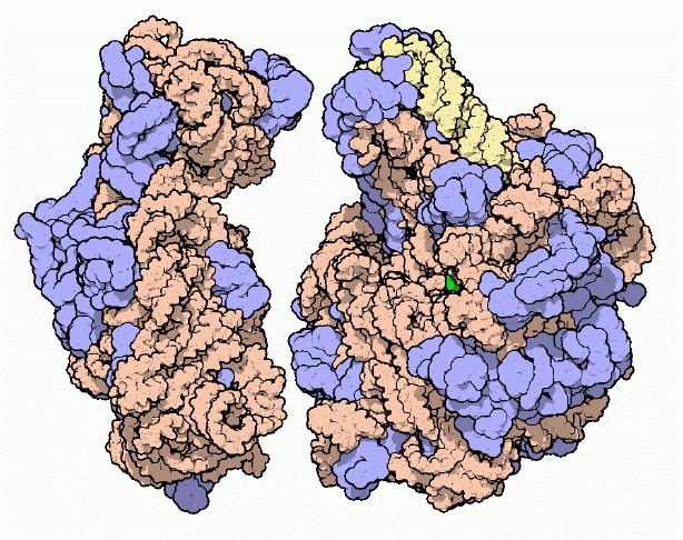 crystallography nucleosome