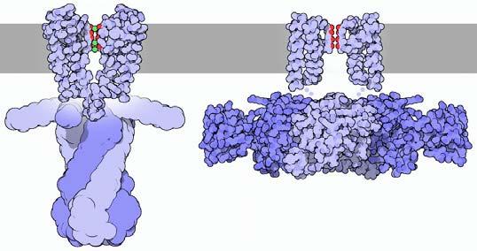 RNA-polymerase ribosome