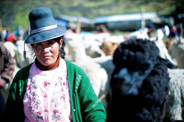 livelihoods and camelid value chain productivity.