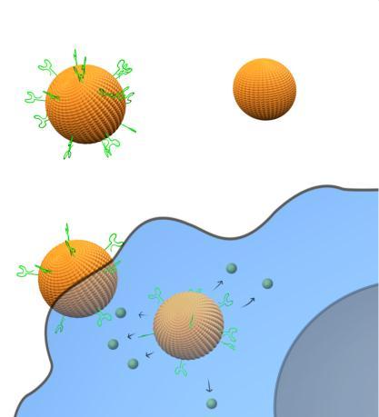 Overview of Cancer Nanomedicine: Polymeric nanoparticles for cancer therapy.