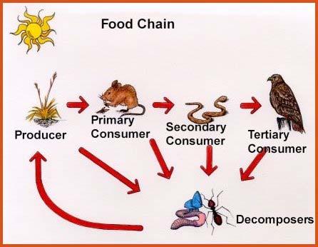 Flow of energy from an ecosystem to an organism and from organism to organism Produce food in the form of carbs during photosynthesis Eat food produced by consumers.