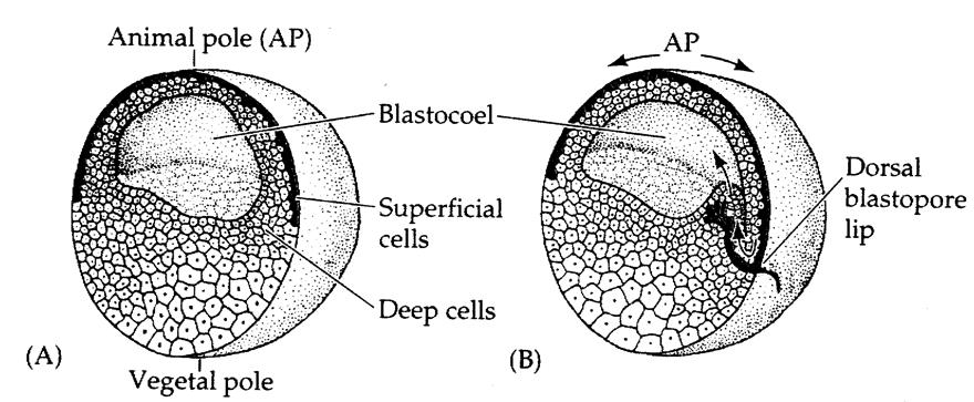 Gastrulation of the Amphibian Blastula