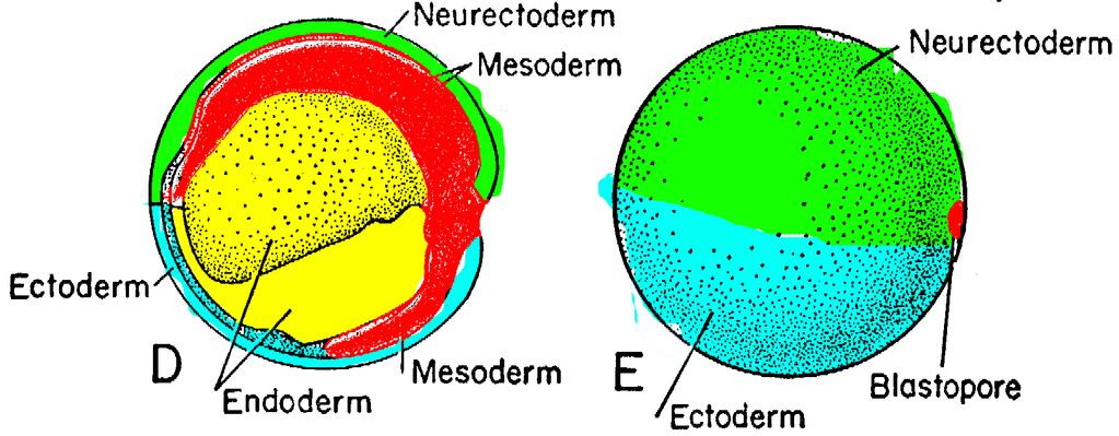 Endoderm and Mesoderm Involute with