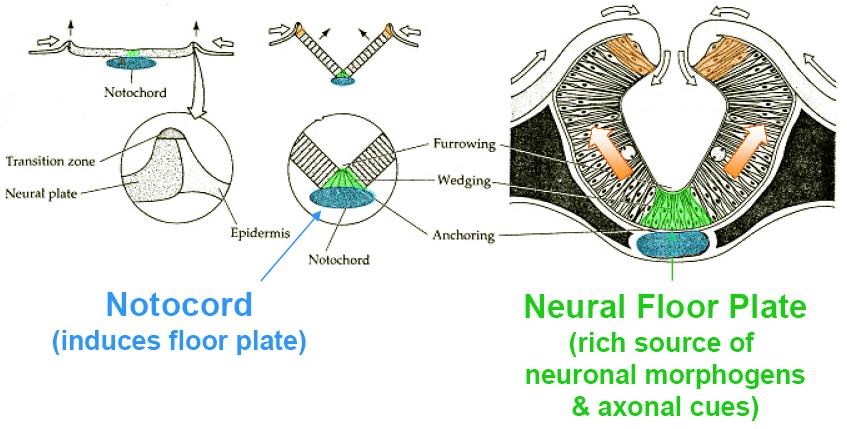 Neurulation Formation of Neural Crest Cells (makes PNS, endocrine cells, pigment