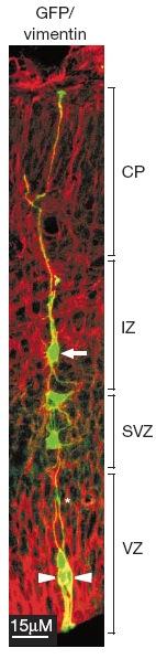 migrate radially along glia to their differentiated adult cortical layer.