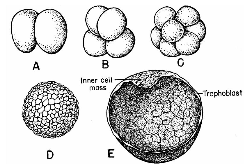 The amount of yolk determines the symmetry of early cleavages and the shape of the blastula 1. Isolecithal eggs (protochordates, mammals): 2. Mesolecithal eggs (amphibians): 3.