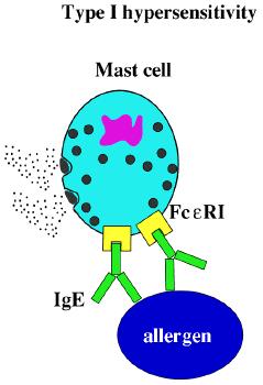 Role for IgE on mast cells and basophils High affinity receptor for IgE antigen