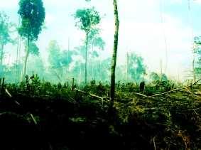 National Document MARINE, COASTAL AND SMALL ISLAND ECOSYSTEMS Figure 3.5. Forest fires often cause economic loss as well ecological damage. the five major islands of Indonesia.