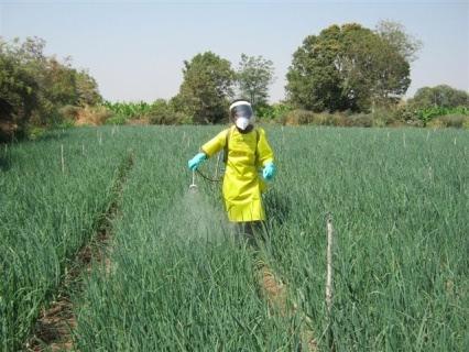 Use of personal protective equipments while applying plant protection products Procurement: The Company buys the 100% white onion produce from farmers at a minimum price decided at the beginning of