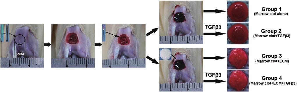 2648 WEI ET AL. FIG. 1. Microfracture in a rabbit model design and grouping. The experimental details are described in the Materials and Methods section.