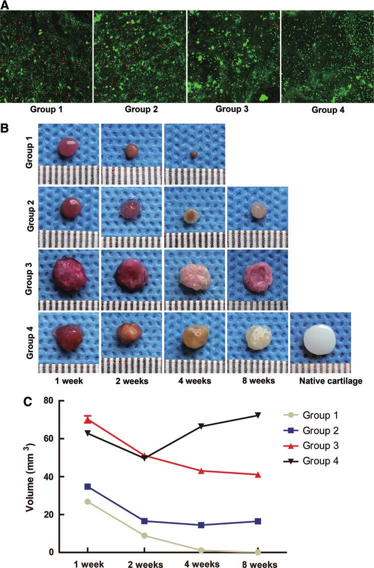 2650 WEI ET AL. FIG. 3. Cell viability, gross morphology, and volume of the cultivated tissues in vitro. (A) The Live/Dead assay was performed to evaluate the viability of the cells.