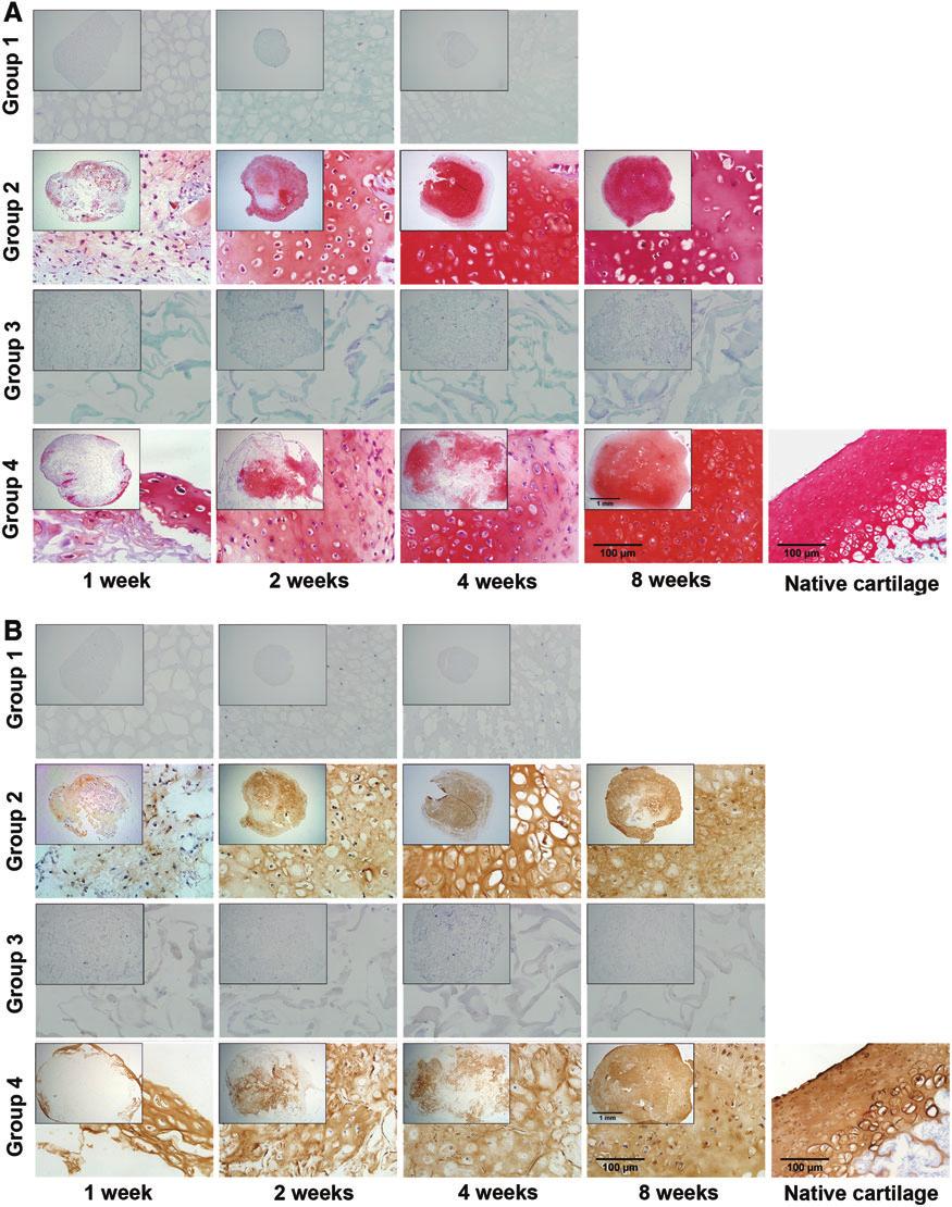2652 WEI ET AL. FIG. 5. The accumulation of sulfated proteoglycans and type II collagen in culture tissues. (A) Safranin O staining in the samples from each group at 1, 2, 4, and 8 weeks.