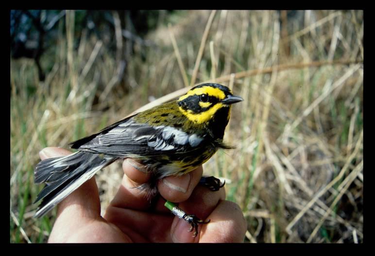 Townsend s warbler Chugach Mountains study 1990s Birds nested in