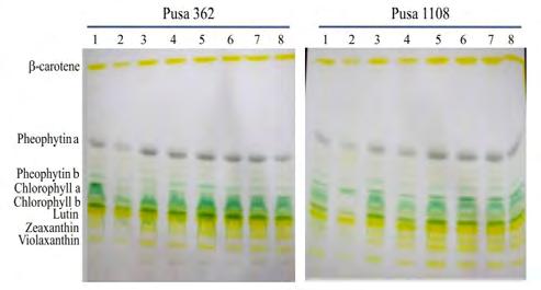 5.3.3.3 Antioxidant metabolism in spikelets of rice under heat stress The effects of high temperature on antioxidant metabolism in spikelets of nine rice genotypes were studied.