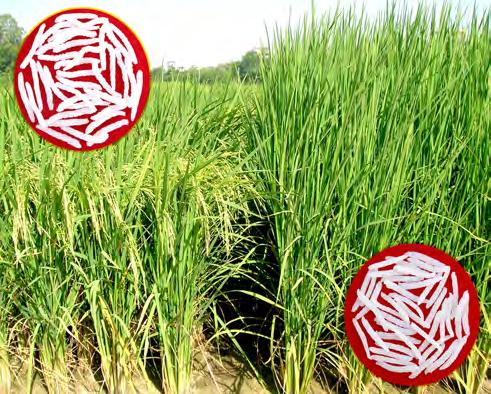 Wheat genotypes evaluated in all India coordinated trials Trial consistently yielded better than the check. The high yielding disease resistant genotypes, viz.