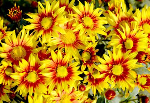 The spray type variety is a unique, bearing star shaped semi-double flowers that resemble that of a gazania.
