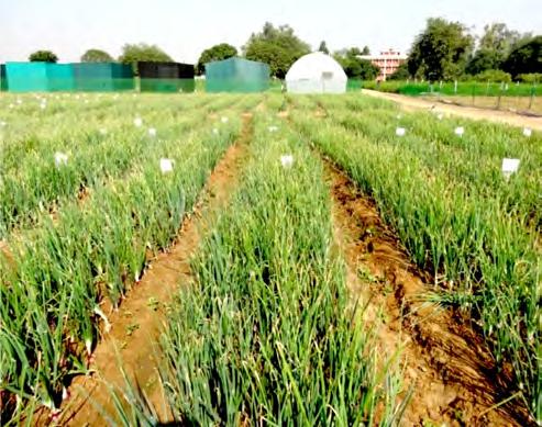 3.3.3.2 Effect of crop geometry and fertigation frequency on the yield of kharif Onion An experiment was conducted to study the effect of crop geometries (S1 = 15 cm x 10 cm; S2= 12 cm x 10 cm; S3 =