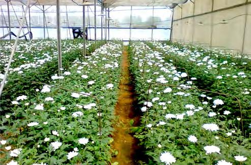 3.6.2.4 Off-season production of chrysanthemum under polyhouse with drip fertigation system Among three chrysanthemum varieties, viz.