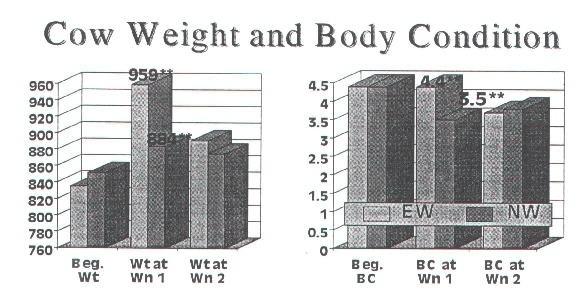 Figure 1. Weight and body condition of cows at three times whose calves were weaned at the beginning of the breeding season following first calving (Whittier, et al., 1995) (Beg.