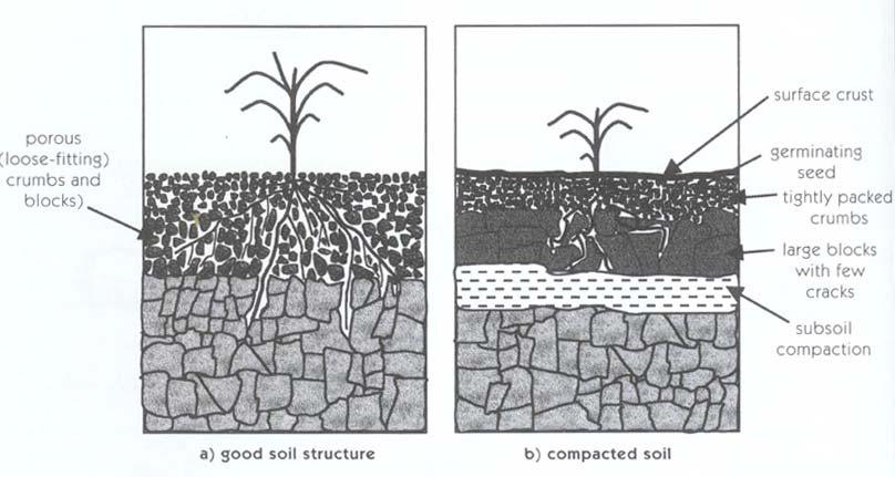 your soil Soil Compaction limits root growth How to increase and improve soil organic matter?