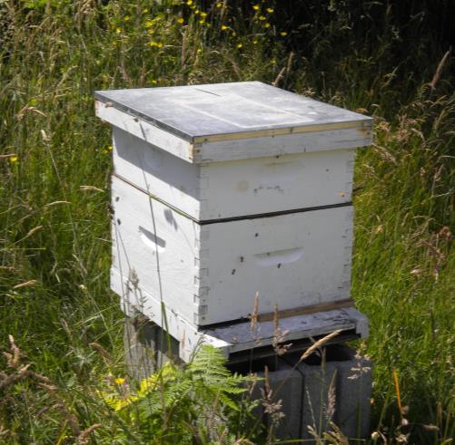 Promoting Pollination & Yield ~ Honeybee Management ~ Source honeybees from reputable sources Use strong hives (minimum of 45,000 bees/hive) Stocking density of 1-2.