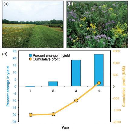 Promoting Pollination & Yield ~ Increasing Flower Diversity for Pollinators ~ Hedgerows or flower strips increase floral resources, increasing pollinator