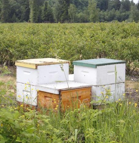 Conclusions Honey bee activity and colony strength is below recommended