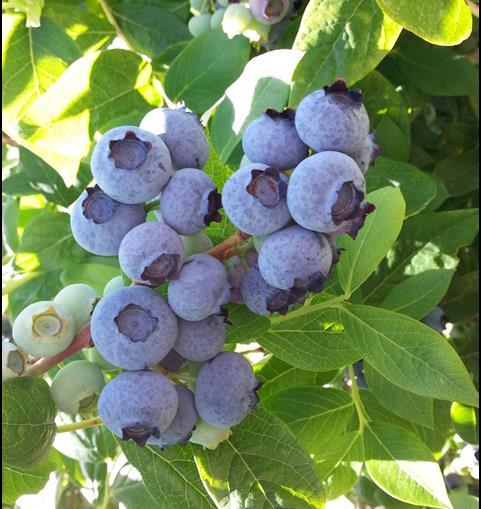 Pollination and Fruit Set in Blueberry is a Challenge Little known if pollination is limited, what