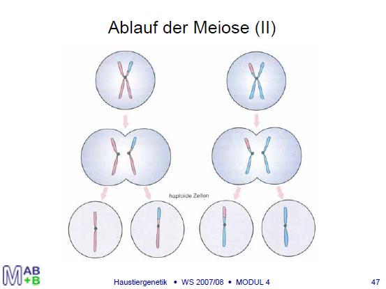 Meiosis (simplified) Recombination of chromosome fragments during Meiosis (I) Random allocation of the chromosomes, that were inherited from sire and dam, to the gametes