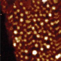 The height image of ultrathin film of PS/PBD on Si reveals its morphology with a matrix embracing the protrusions: see the right side of Fig. 7a.