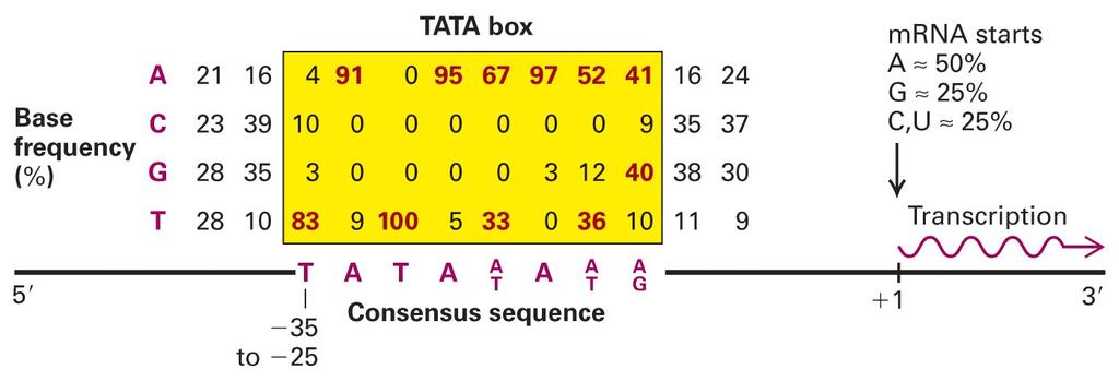 The TATA box Matrices are derived from known