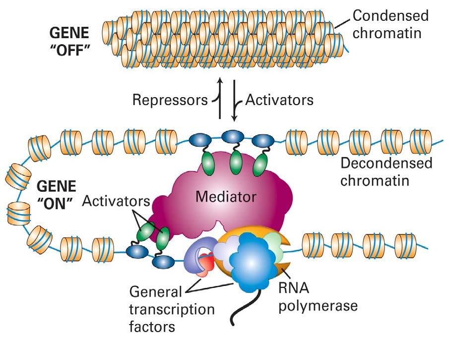 Transcription factor binding sites