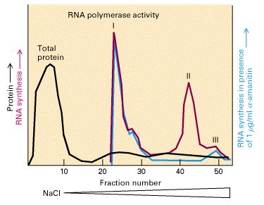 Eukaryotic RNA polymerases: Original Discovery AMANITIN BINDING AS STABLE COMPLEX TO CALF THYMUS RNA POLYMERASE B (1970) Kédinger C.