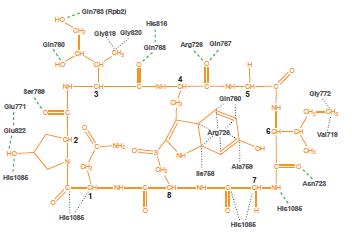 Eukaryotic RNA polymerases: Contacts between Alpha-amanitin and