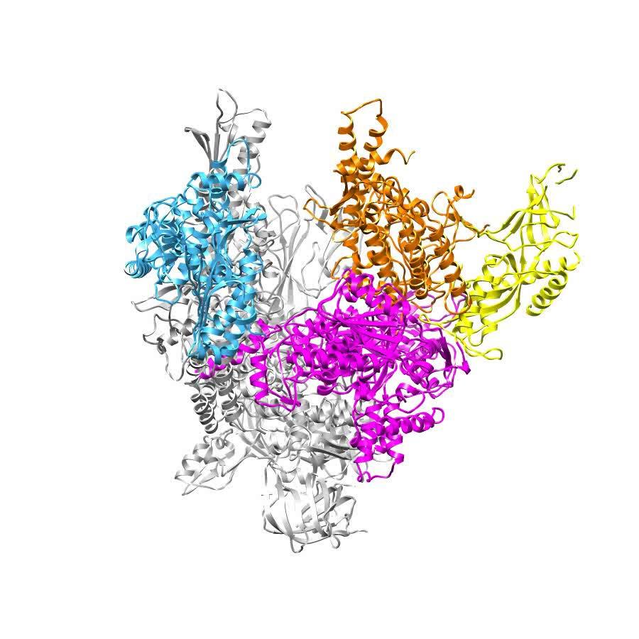 RNA Polymerase I Engel C.