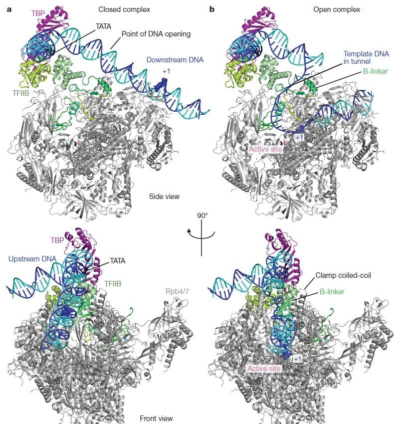 RNA Polymerase II: Initiation-elongation
