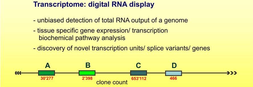 The functional complexity of the human transcriptome is not yet fully elucidated Transcribed portions of the genome are larger and more complex than expected; transcripts based