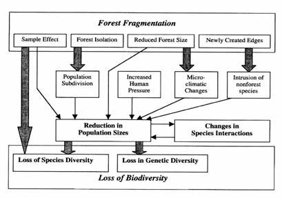 of remaining habitat patches increases, and The connectedness of remaining habitat