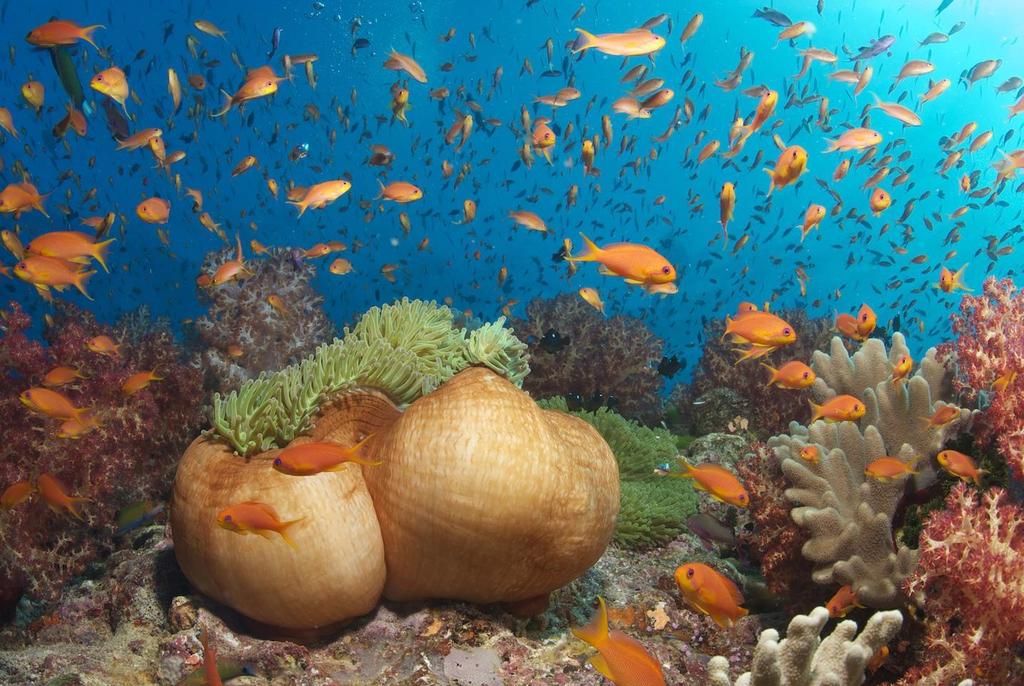 Fiji s Namena Marine Reserve Keith Ellenbogen WCS Recommendations for The Ocean Conference Background The United Nations will hold the high-level UN Conference to Support the Implementation of