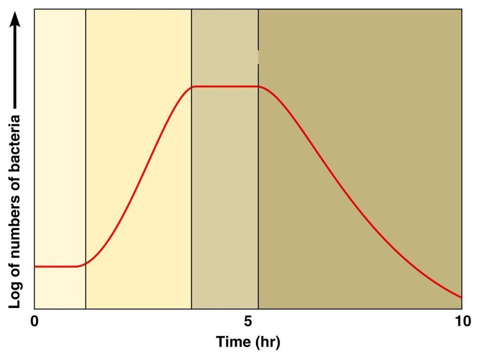 Bacterial Growth Curve Phases of growth Lag phase Exponential or