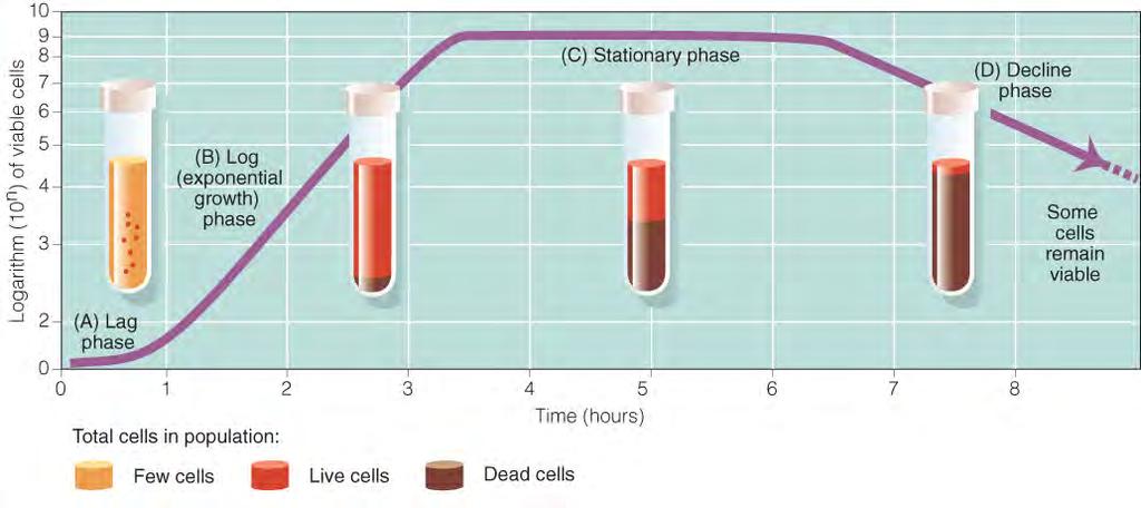 Phases of Microbial Growth Lag phase: cells adjust to medium before dividing Log phase: exponential growth log phase growth is linear (straight