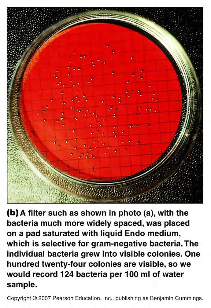 Counting by Filtration Specific volume of a test solution (e.g., a water sample) is filtered to trap microbes Grow filter on agar plate, # of colonies = # of microbes in test sample e.