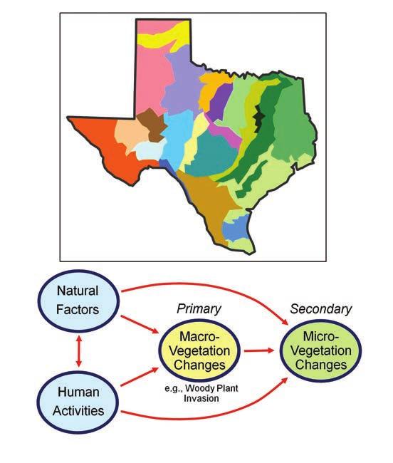 L-5534 02/12 Drivers of Vegetation Change on Texas Rangelands Jim Ansley and Charles Hart* Rangeland vegetation in Texas is diverse and changing.